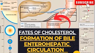 Fates of Cholesterol  Bile Formation  Enterohepatic Circulation  Cholelithiasis [upl. by Nolat715]