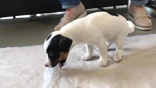 Puppy vomits surprising item at the vets KevinJonesVet [upl. by Ikaz628]