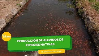 Producción de alevinos de especies nativas TvAgro por Juan Gonzalo Angel Restrepo [upl. by Ik]