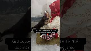 Gsd puppy and owner heart touching video 🥹 germanshepherd gsd gsdpuppy [upl. by Magas]