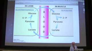 24 Kevin Aherns Biochemistry  Cori Cycle amp Glycogen Metabolism [upl. by Ellebana]