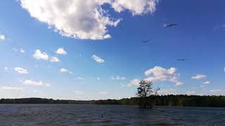 Flock of ringbilled gulls flying [upl. by Siravart]