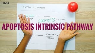 APOPTOSIS INTRINSIC PATHWAY [upl. by Atterrol324]