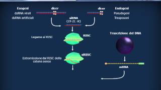 RNA  Citoplasmatici  scRNA siRNA miRNA [upl. by Narod924]