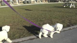 Bichon Frise Puppy amp Dog Routine Morning Walk Part 1 [upl. by Fesoy]