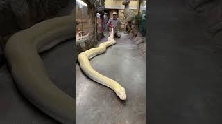 20ft reticulated python🐍 [upl. by Dnumsed208]