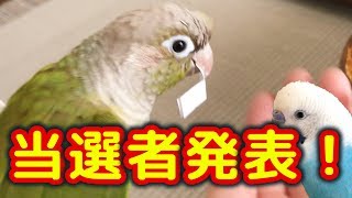 【当選者発表】インコにクジ引きさせたらとんでもないことになった！ｗｗｗ [upl. by Liddy613]