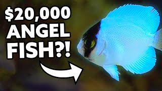 20000 Angel Fish Bred in Captivity Fincasters [upl. by Ibur]