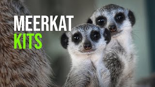 Five Meerkat Pups Welcomed At Dubbo Zoo [upl. by Yendirb255]