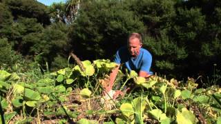 How to harvest pumpkins [upl. by Ojyllek572]