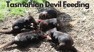 Tasmanian Devil Feeding at East Coast Natureworld Tasmania Australia [upl. by Wehttam393]