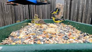 Lesser Golden finch party birds nature upclose cam [upl. by Laurice795]