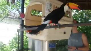 Toco Toucans Crate Training Stealing Berries [upl. by Ackerley]