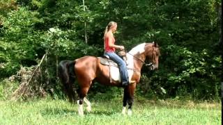 Big Beautiful TWH gelding for sale [upl. by Maudie]