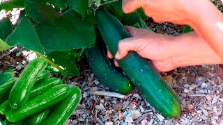 Como Y Cuando Cosechar Pepino  Cultivo Del Pepino  La Huertina De Toni [upl. by Nylasoj]