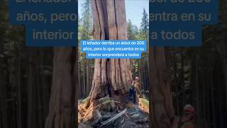 Un leñador corta un árbol de 200 años lo que descubrió que tenía por dentro es conmovedor😮 [upl. by Rosemaria]