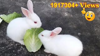 Cute Baby Rabbits PlayingFeeding Activities  Bunny Rabbit Baby Rabbits [upl. by Mansur]