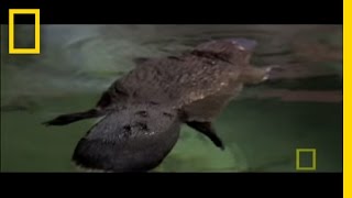 Platypus Parts  National Geographic [upl. by Eatnwahs]