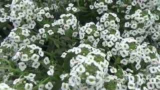 Lobelia White Stream Lobularia Alyssum [upl. by Kiker846]