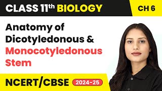 Anatomy of Dicotyledonous and Monocotyledonous Stem  Class 11 Biology Chapter 6  CBSE 202425 [upl. by Retsae]