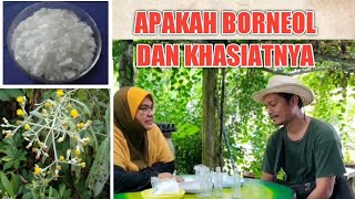 BORNEOL  PERBEZAANNYA DENGAN CAMPHOR DAN MENTHOL APAKAH KHASIATNYA DALAM MINYAK ANGIN PART 1 [upl. by Stoffel]