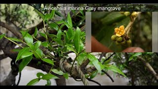 Avicennia marina Gray mangrove तीवर Mangrove biodiversity series [upl. by Noyart944]