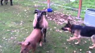 Barnyard antics German Shepherd Blackbelly Sheep and pigs [upl. by Yrallih]