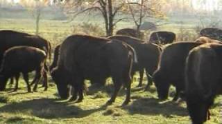 Bison Ranch Falk Selka  TRAVEL VIDEO SHOPPING traveleleven [upl. by Sherwin]