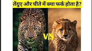 तेंदुए और चीते में क्या फर्क होता है trending letsfacts fact short amazing education animal [upl. by Notgnirra]