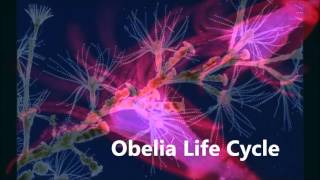 Obelia life cycle [upl. by Monro]