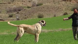 1 OF THE BEST AND BIGGEST ANATOLIAN SHEPHERD DOG EVER [upl. by Marlene]