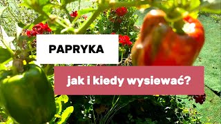 Papryka jak i kiedy ją wysiewać🌶️🫑 Przygotowanie rozsady papryki 🌱🌱🌱 [upl. by Sirapal]