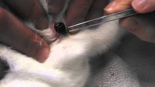 Maggots in Dog Wound  Maggots Removal in Dogs  Treatment of Maggot Wounds [upl. by Anairam509]