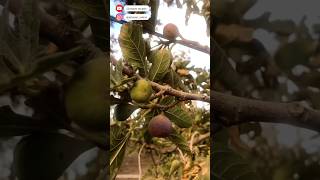 Fig season Fresh from the gardenموسم التين shorts fruit delicious home garden foodlover [upl. by Norraf]