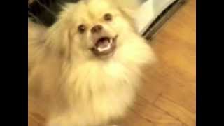 Tibetan Spaniel Barking to Sounds [upl. by Lia79]