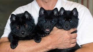 10 Dog Breeds with The Most Wolf Like Puppies [upl. by Eive332]