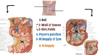 Anatomy of the small intestine  jejunum amp ileum [upl. by Alin769]