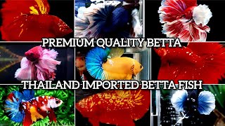 EXOTIC BETTA FISHES  THAILAND IMPORTED FISHES  NEW SHIPMENT PREMIUM QUALITY FISHES [upl. by Samy]