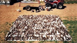 Amazing Rat Catching With Farm Dogs Kill About 500 Rats [upl. by Henryk]