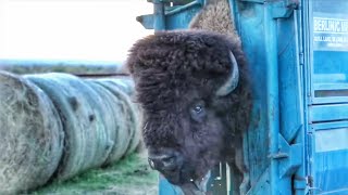 The Quickest Way To Get Into Bison Ranching [upl. by Sheila]