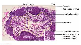 Lymphoid tissue  Histology lymph node spleen thymus tonsil [upl. by Genni]