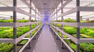 Growing Up How Vertical Farming Works [upl. by Haniraz]