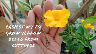 How To Grow Yellow BellsTecoma Plants From Cuttings [upl. by Eidroj]