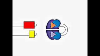 VDJ Gene Recombination [upl. by Nnylyaj]