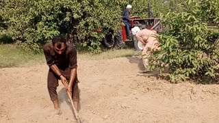 Onion seed cultivation  Pyaz ki paneeri kesy kasht kren [upl. by Gilroy981]