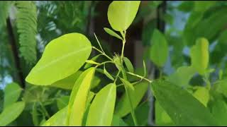 Autonomic variation movement in Desmodium gyrans Indian Telegram Plant leaves [upl. by Tra]