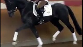 wwwsporthorsesonlinecom 2011 Hanoverian Dressage stallion SOLD [upl. by Dorison698]