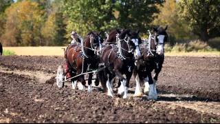 Three shires and a percheron [upl. by Everett]