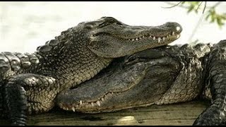 Les Crocodiles 3  Reptiles  Documentaires Animaliers [upl. by Wakefield]