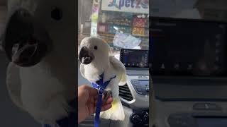 Cockatoo Petzone mangalore [upl. by Mellitz]